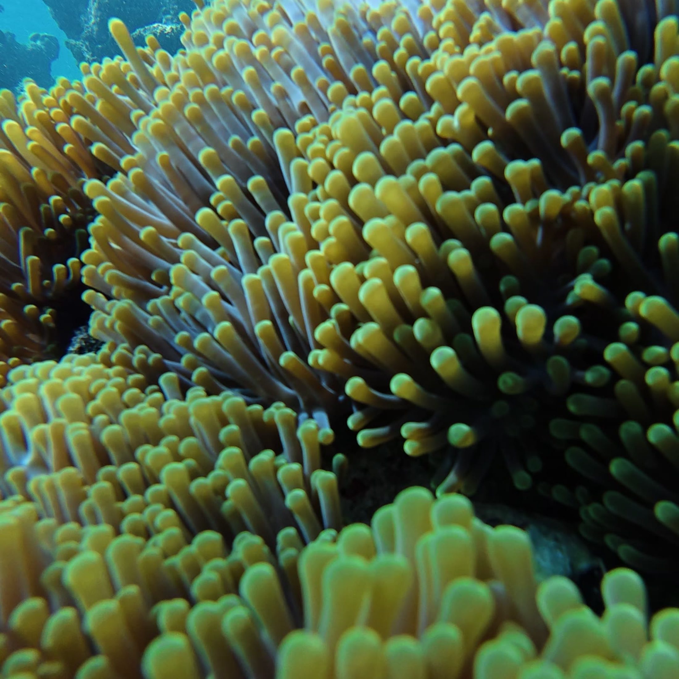 Clownfish in anemone reef, Maldives