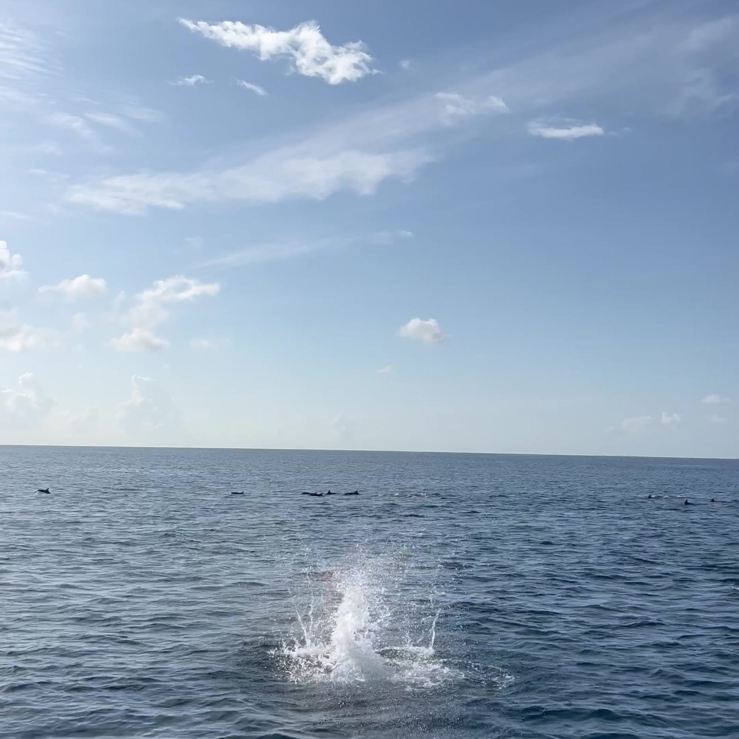 Spinner dolphin pod near Addu City