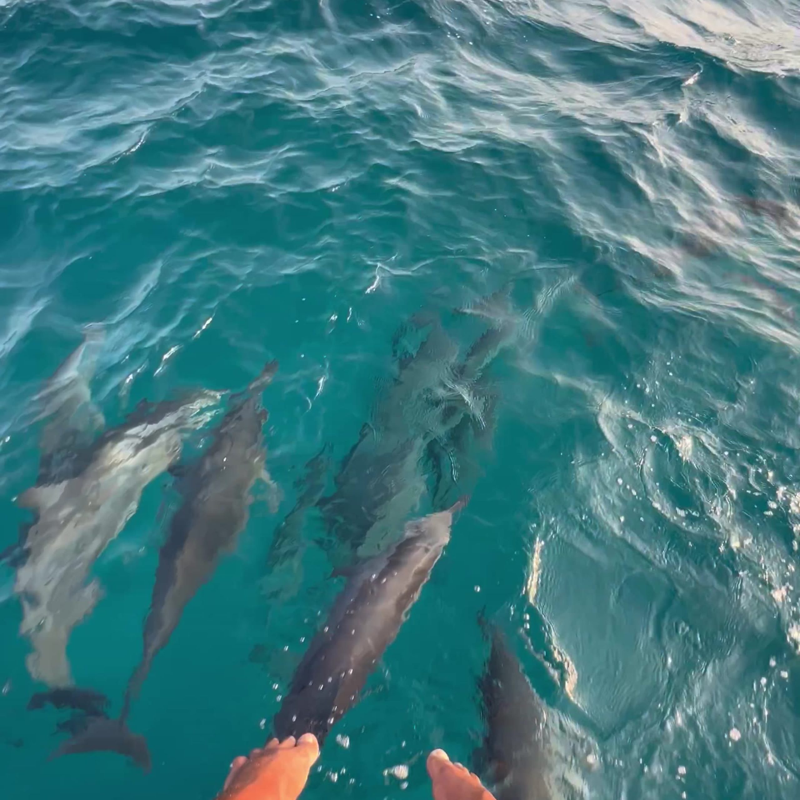 Dolphins under the boat — ocean activities in Addu