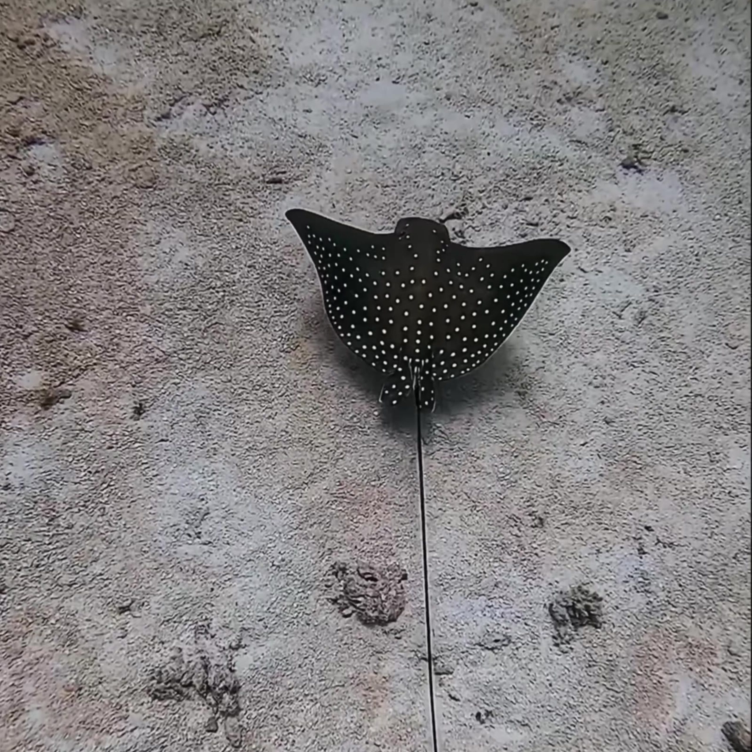 Spotted eagle ray over sand, Addu Atoll