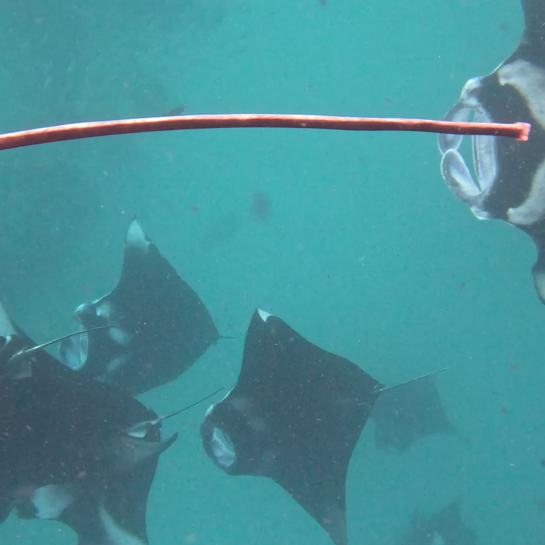 Reef manta ray close-up, Addu Atoll