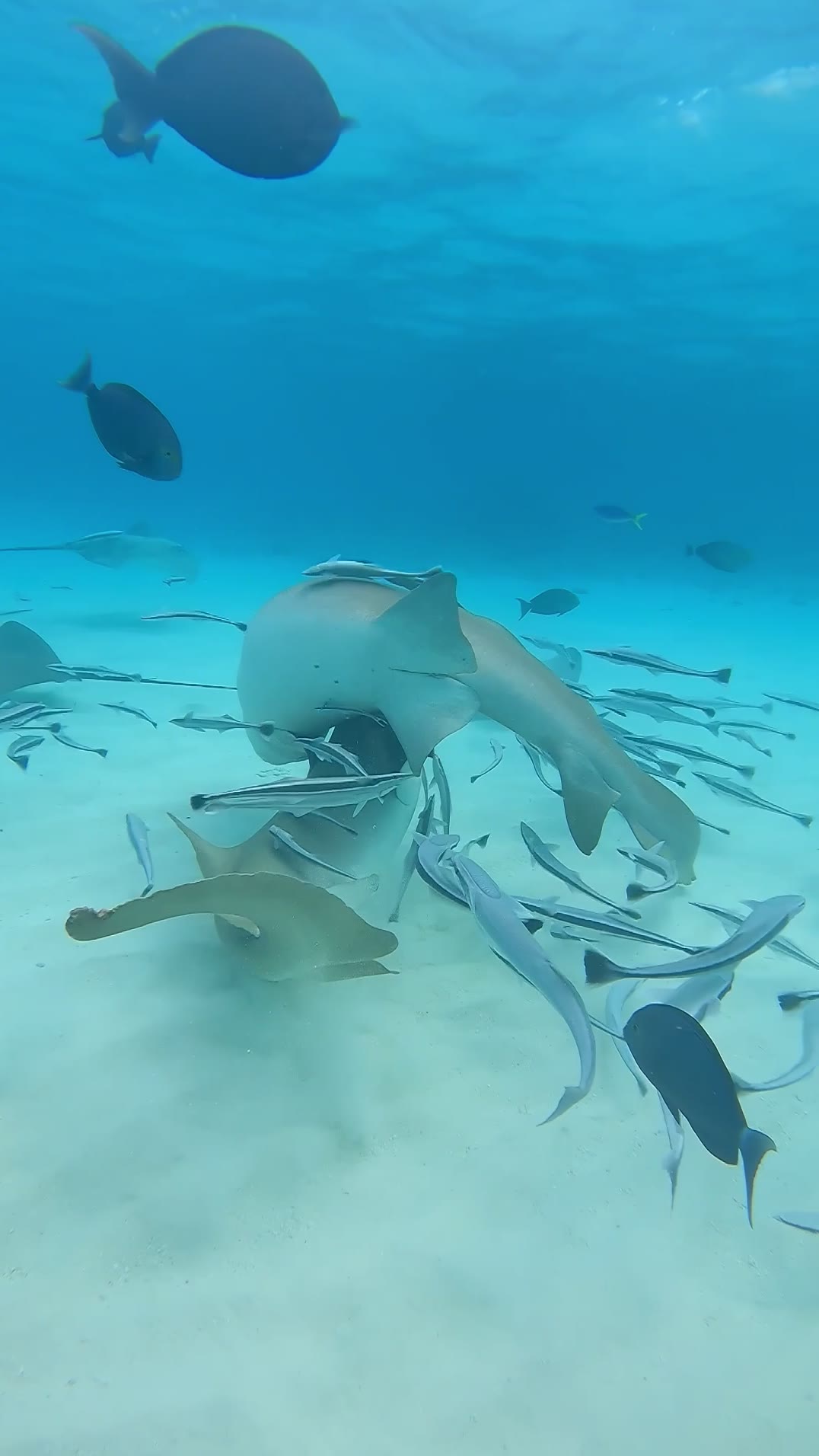 Nurse sharks over the sandy bottom, Addu