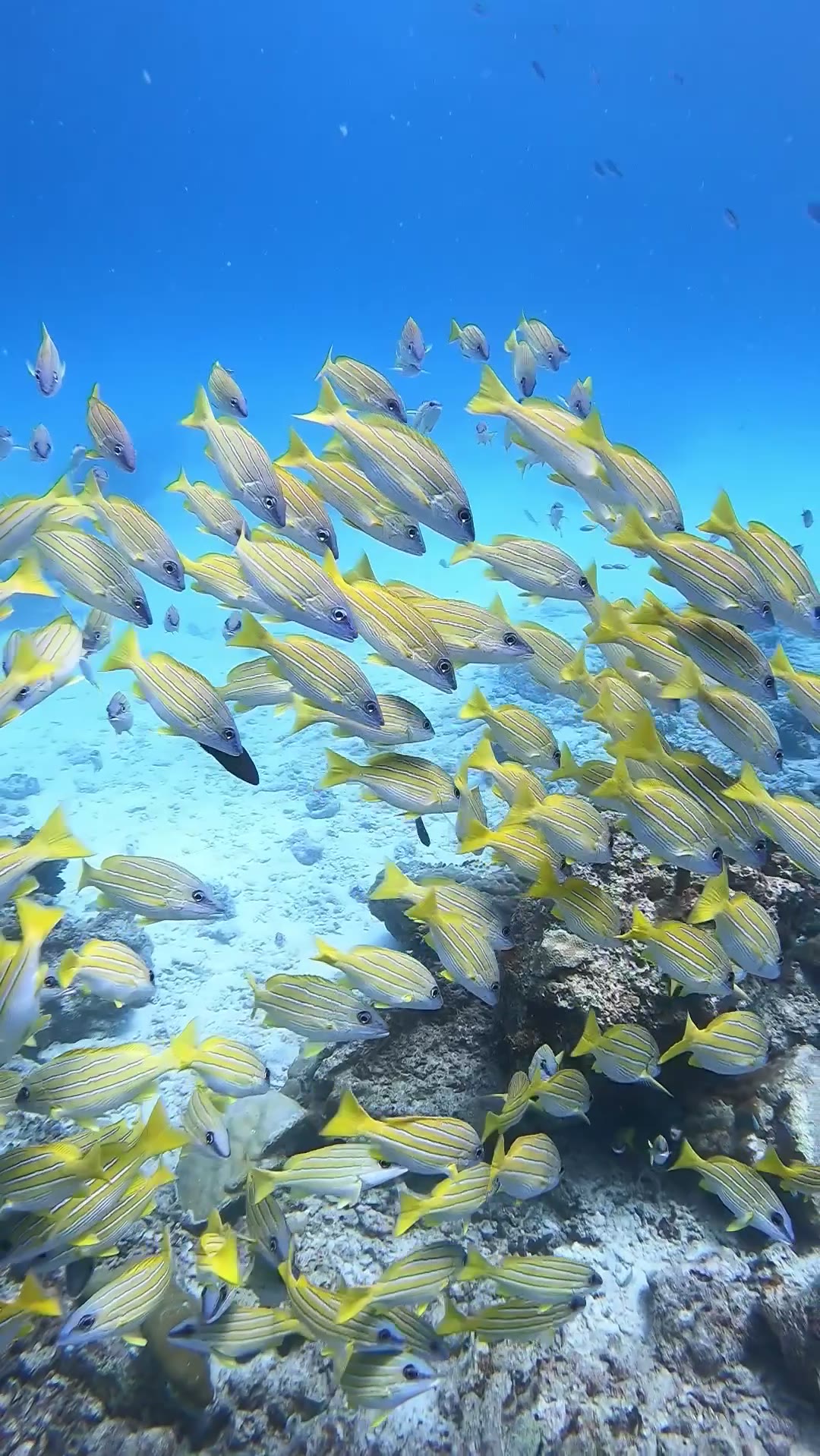 School of bluestripe snappers, Addu