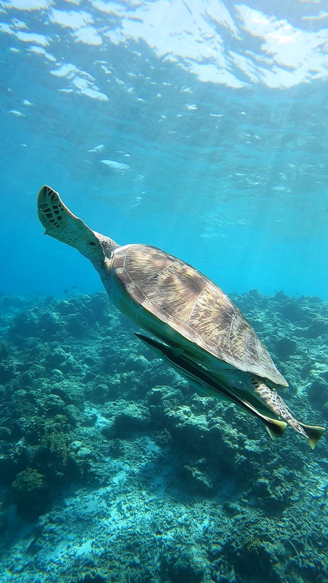 Green sea turtle in blue water, Addu Atoll